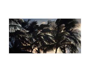 Palms Sunset Moorea
